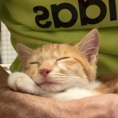 茶白　子猫　抱っこもできるツンデレ女子！