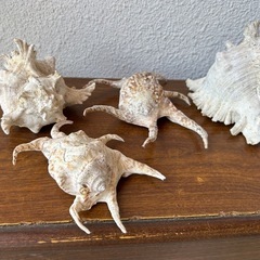 貝殻、飾りの画像