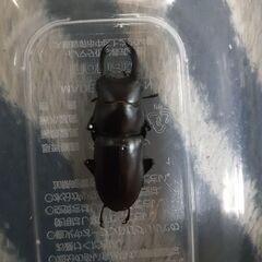 アカアシクワガタ新成虫(オス単品)①の画像
