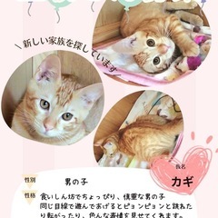 仔猫の里親さん　募集🐈