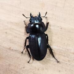 （売約済・受付終了）コクワガタ(大阪府豊能郡豊能町産)F0新成虫未交尾♀3頭セットの画像