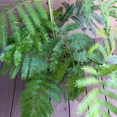大型　エバーフレッシュ①　観葉植物⑦ グリーンの画像