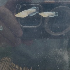 エメキン1ペア_メダカの画像