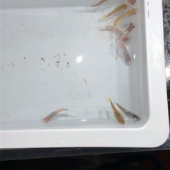 ダルマMIXメダカ🐟若魚　10匹の画像