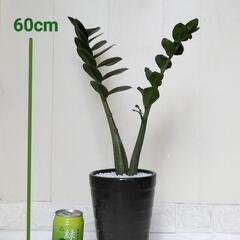 🌿ザミオクルカス60cm/黒陶器鉢/観葉植物🌿の画像