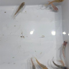 ダルマMIXメダカ🐟若魚　10匹の画像