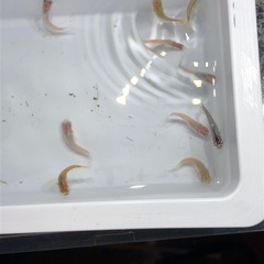 ダルマMIXメダカ🐟若魚　10匹の画像