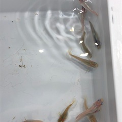 ダルマMIXメダカ🐟若魚　10匹の画像