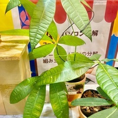 パキラの赤ちゃんを育てよう！の画像