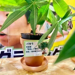 パキラの赤ちゃんを育てよう！の画像