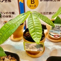 パキラの赤ちゃんを育てよう！の画像