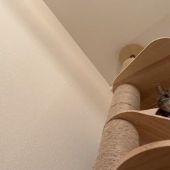 キャットタワーの画像