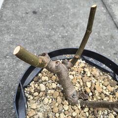 いちじく苗 ネグローネ 3年生の画像