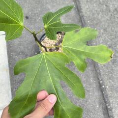 いちじく苗 ネグローネ 3年生の画像