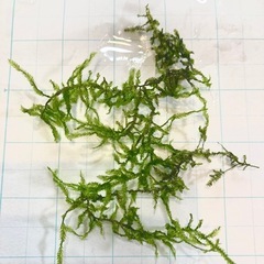 ウィーピングモスの画像