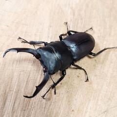 コクワガタ(大阪府高槻市産)F0新成虫大型♂♀ペアの画像