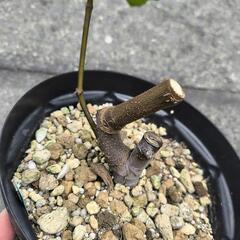いちじく LSUオルーク 2年生苗の画像
