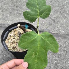 いちじく LSUオルーク 2年生苗の画像