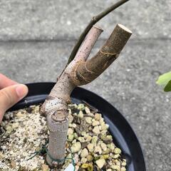 いちじく ホワイトゼノア 2年生苗の画像