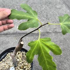 いちじく ホワイトゼノア 2年生苗の画像