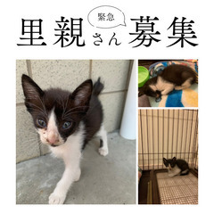 ゴロゴロにゃんの白黒男の子  2ヶ月位