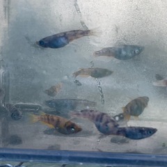 金閣　メスのみ　メダカ　めだかの画像
