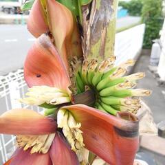 三尺バナナ苗の画像