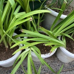 アガパンサスの画像