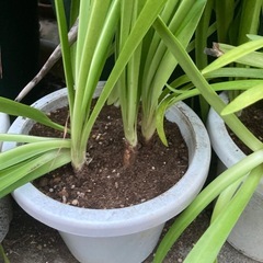 アガパンサスの画像