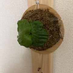観葉植物ビカクシダワンダエの画像