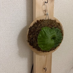 観葉植物ビカクシダワンダエの画像