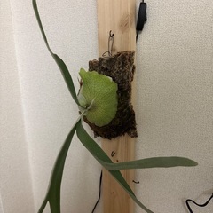 観葉植物ビカクシダビーチアーバンリバーの画像