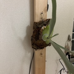 観葉植物ビカクシダビーチアーバンリバーの画像