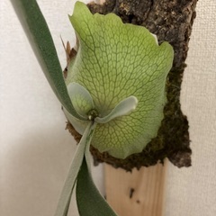 観葉植物ビカクシダビーチアーバンリバーの画像