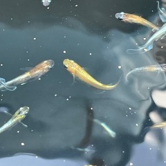 ミックスメダカ若魚 1匹50円〜