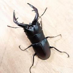本土ノコギリクワガタ(大阪府八尾市産)WF1新成虫♂♀ペア ④　※♂のみB品の画像