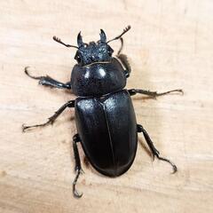 本土ノコギリクワガタ(大阪府八尾市産)WF1新成虫♂♀ペア ④　※♂のみB品の画像