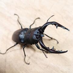 本土ノコギリクワガタ(大阪府八尾市産)WF1新成虫♂♀ペア ④　※♂のみB品の画像
