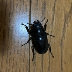 ギラファノコギリクワガタ【オスメスペア】の画像