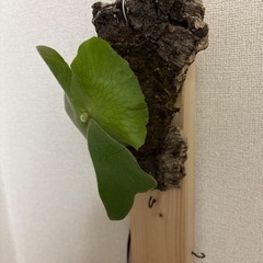 観葉植物ビカクシダアンディナムの画像