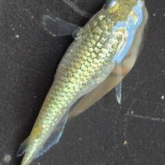 人気メダカ　【ヒミツヘイキ】　道三めだか様作出　画像の若魚　オス2メス2を出品致します。の画像