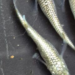 人気メダカ　【ヒミツヘイキ】　道三めだか様作出　画像の若魚　オス2メス2を出品致します。の画像
