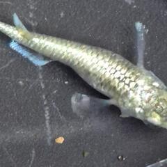 人気メダカ　【ヒミツヘイキ】　道三めだか様作出　画像の若魚　オス2メス2を出品致します。の画像