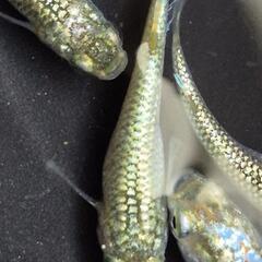 人気メダカ　【ヒミツヘイキ】　道三めだか様作出　画像の若魚　オス2メス2を出品致します。の画像