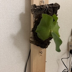 観葉植物ビカクシダアンディナムの画像