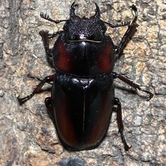 ミラビリスノコギリクワガタ　大型ペアの画像