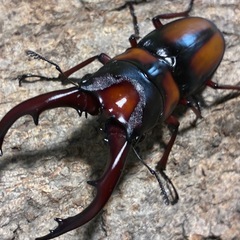 ミラビリスノコギリクワガタ　大型ペアの画像