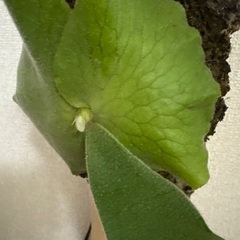 観葉植物ビカクシダアンディナムの画像