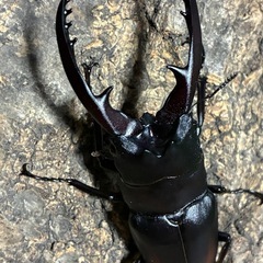 レニノコギリクワガタ　
大型成虫ペアの画像