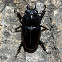 レニノコギリクワガタ　
大型成虫ペアの画像